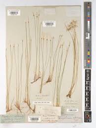 Attēlu rezultāti vaicājumam “Trichophorum alpinum”