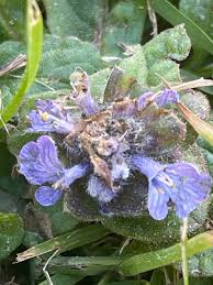 Attēlu rezultāti vaicājumam “Ajuga pyramidalis”