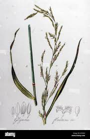 Attēlu rezultāti vaicājumam “Glyceria fluitans”