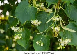 Attēlu rezultāti vaicājumam “Tilia cordata flower”