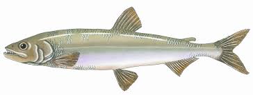 Image result for Osmerus mordax