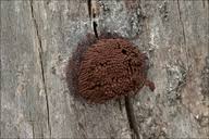 Attēlu rezultāti vaicājumam “Stemonitis flavogenita”