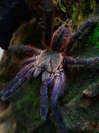 Attēlu rezultāti vaicājumam “Petractis sp.”