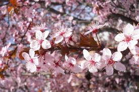 Attēlu rezultāti vaicājumam “Prunus cerasifera”