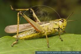 Attēlu rezultāti vaicājumam “Stethophyma grossum”