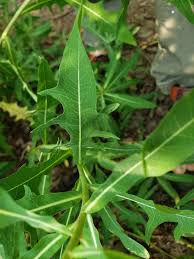 Attēlu rezultāti vaicājumam “Lactuca tatarica leaf”