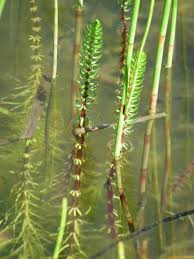 Attēlu rezultāti vaicājumam “Hippuridaceae”