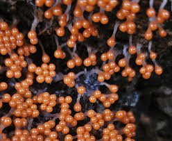 Attēlu rezultāti vaicājumam “Hemitrichia decipiens stalked”