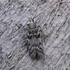 Attēlu rezultāti vaicājumam “Zophodia grossulariella”