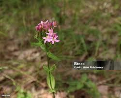 Attēlu rezultāti vaicājumam “Centaurium erythraea flower”