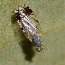 Attēlu rezultāti vaicājumam “Tephritidae”