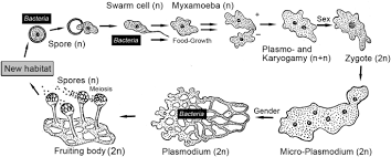 Attēlu rezultāti vaicājumam “Didymium spongiosum plasmodium”