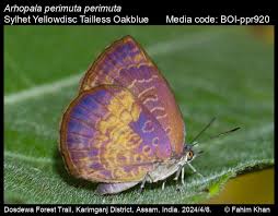 Attēlu rezultāti vaicājumam “Hoplia parvula imago”