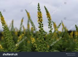 Attēlu rezultāti vaicājumam “Agrimonia eupatoria flower”