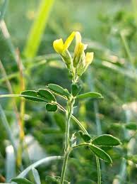 Attēlu rezultāti vaicājumam “Medicago sativa subsp. falcata”