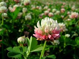 Attēlu rezultāti vaicājumam “Trifolium hybridum flower”