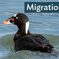 Image result for Melanitta perspicillata