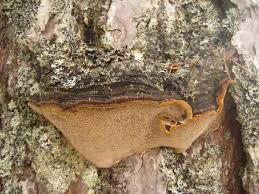 Attēlu rezultāti vaicājumam “Phellinus pini”