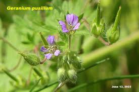 Attēlu rezultāti vaicājumam “Geranium pusillum flower”