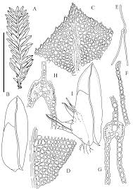 Attēlu rezultāti vaicājumam “Harpanthus flotovianus cells”