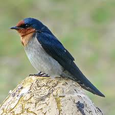 Attēlu rezultāti vaicājumam “Hirundinidae”