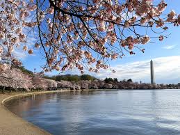 Image result for "cherry blossom" washington