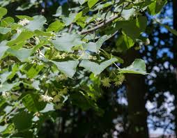 Attēlu rezultāti vaicājumam “Tilia americana”