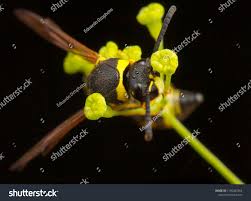 Attēlu rezultāti vaicājumam “Eumenes sp.”