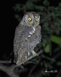 Image result for Otus scops