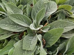 Attēlu rezultāti vaicājumam “Stachys officinalis leaf”