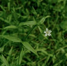 Attēlu rezultāti vaicājumam “Stellaria crassifolia”