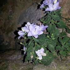 Image result for Campanula isophylla