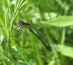 Attēlu rezultāti vaicājumam “Lestes dryas male”