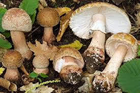 Attēlu rezultāti vaicājumam “Amanita rubescens”