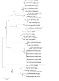 Attēlu rezultāti vaicājumam “Proutia betulina larva”