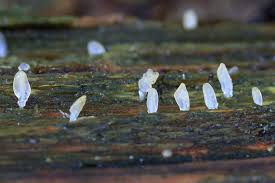 Attēlu rezultāti vaicājumam “Calocera pallidospathulata”