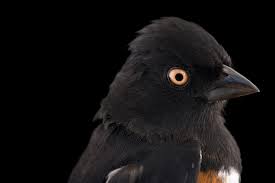 Image result for Pipilo erythrophthalmus