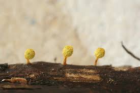 Attēlu rezultāti vaicājumam “Craterium aureonucleatum”