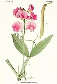 Attēlu rezultāti vaicājumam “Lathyrus latifolius flower”