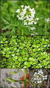 Image result for Rorippa nasturtium-aquaticum