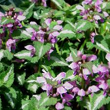 Attēlu rezultāti vaicājumam “Lamium maculatum”
