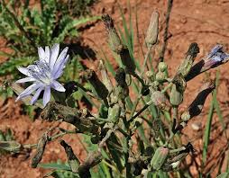 Attēlu rezultāti vaicājumam “Lactuca tatarica bud”