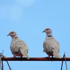Attēlu rezultāti vaicājumam “Streptopelia decaocto adult”