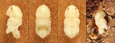 Attēlu rezultāti vaicājumam “Scolytus ratzeburgi”