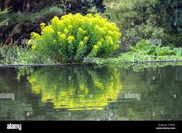 Attēlu rezultāti vaicājumam “Euphorbia palustris”
