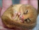 Dormice « Beachcombing's Bizarre History Blog