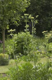 Image result for Liebstöckel