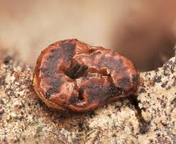 Attēlu rezultāti vaicājumam “Ophiotheca chrysosperma macro”