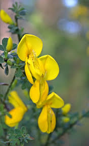 Attēlu rezultāti vaicājumam “Cytisus scoparius flower”