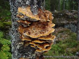 Attēlu rezultāti vaicājumam “Inonotus rheades”